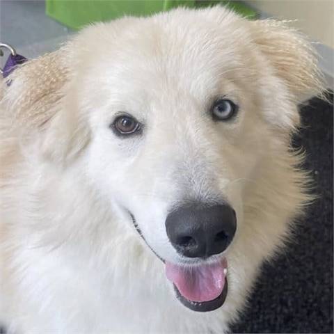 Featured Rescue: Zeke the Great Pyrenees/Husky Mix at the Monmouth County SPCA