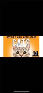 EHR’s Sunday Open House: Cat Adoptions (Succasunna, NJ)